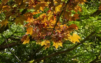 Autumn leaves.jpg